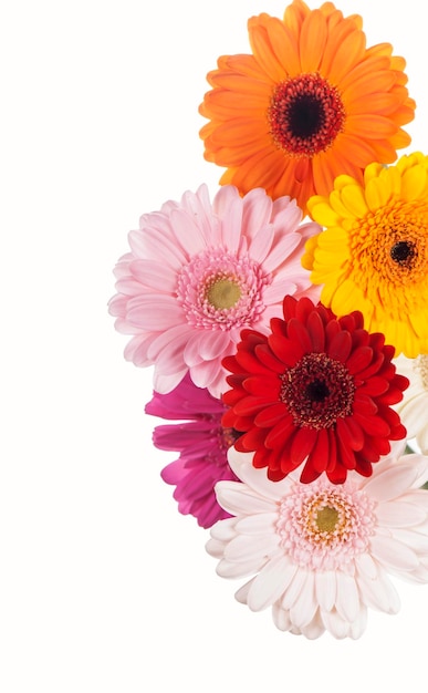 Daisy bloem gerbera boeket geïsoleerd Kleurrijke Gerbera madeliefjes op een sprankelende pastel achtergrond