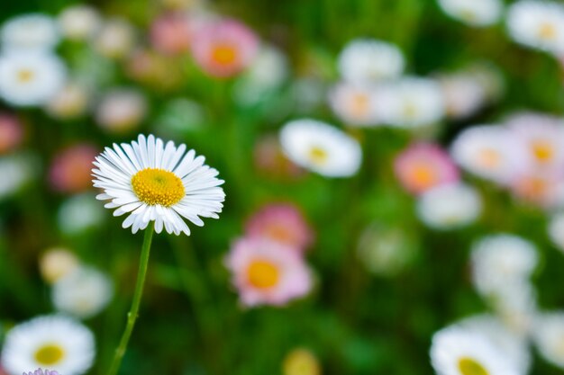 Daisy bloem in de tuin