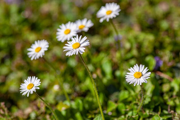 Daisy bloem in het voorjaar waait in een tuin onder zonlicht