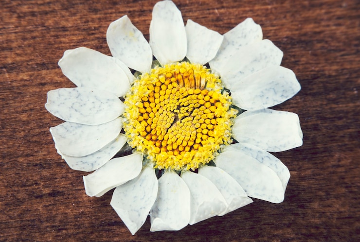 Foto daisy-bloem op een houten oppervlakte