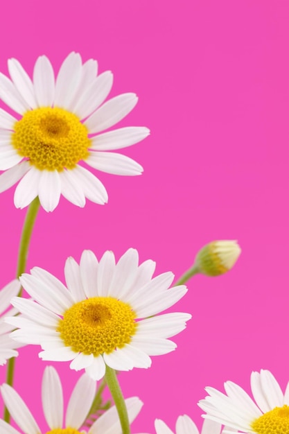 Daisy bloem op roze achtergrond