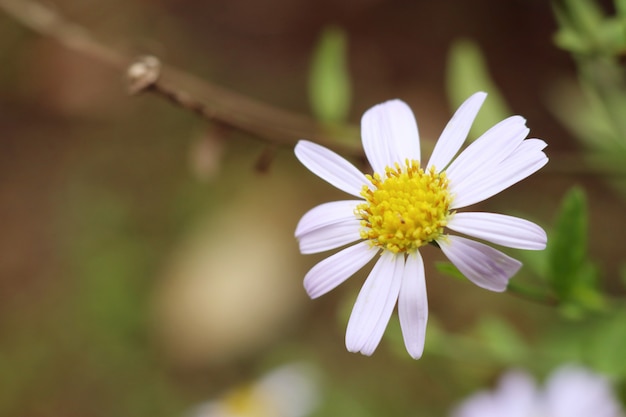 daisy bloem veld