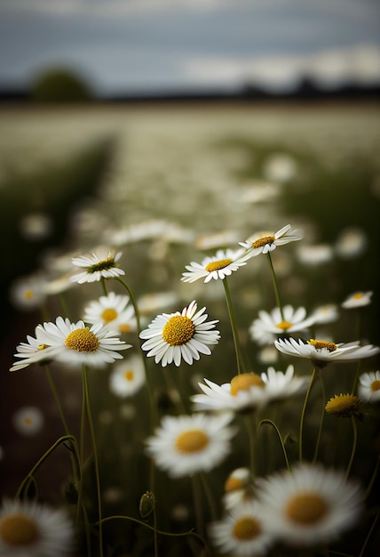 Daisy bloem wilde kamille close-up ai gegenereerd