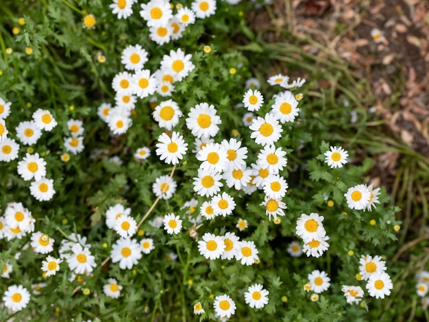 Daisy bloemen achtergrond