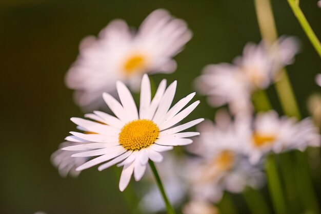 Foto daisy bloemen groeien in een veld of tuin op een zonnige dag buiten leucanthemum vulgare of oxeye madeliefjes madeliefjes van de asteraceae soorten met witte bloemblaadjes en gele stamper bloeien in het voorjaar