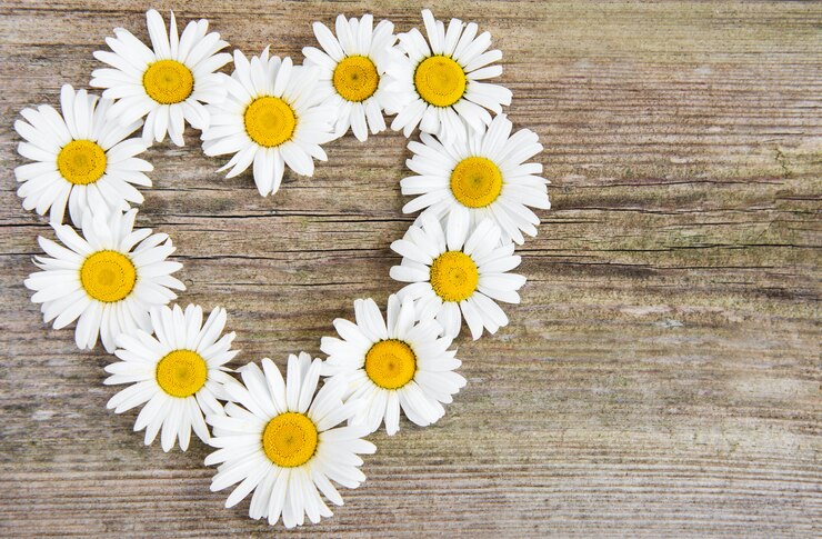 Foto daisy bloemen in hartvorm