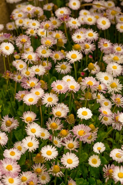 Foto daisy bloemen in het gras