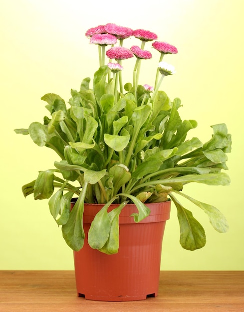 Daisy bloemen in pot op houten tafel op groene achtergrond