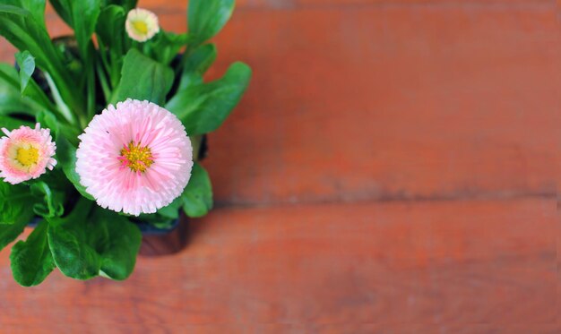 Daisy bloemen op houten achtergrond