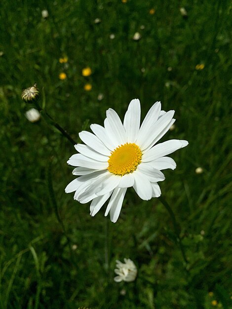 Daisy blooming on field