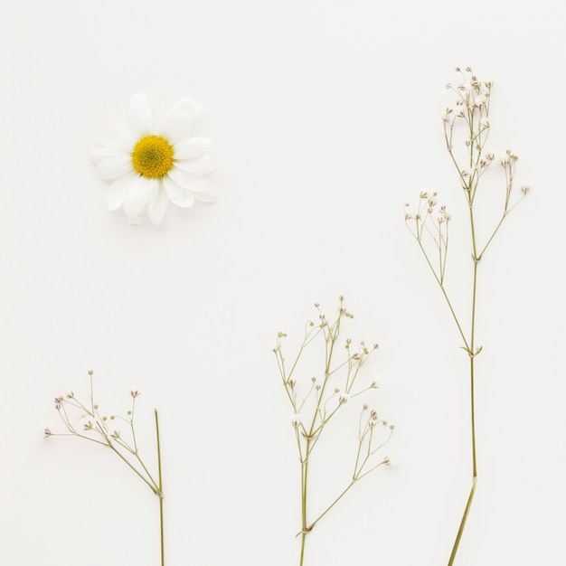 写真 小さな花と緑の植物の小枝の近くのデイジーの芽