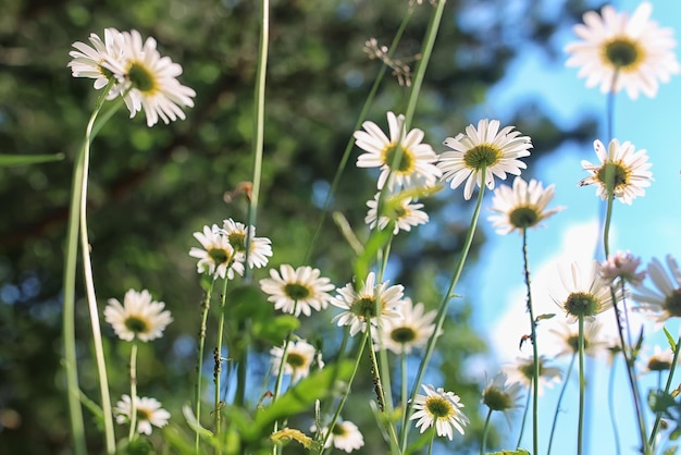 Daisy bush flowering in summer