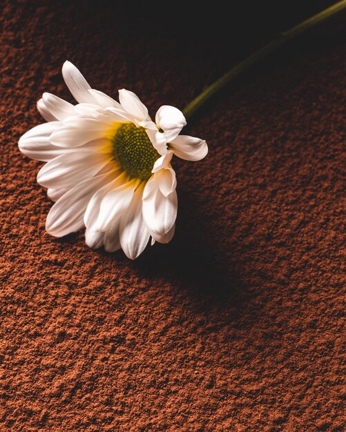 Photo daisy on cacao powdered table