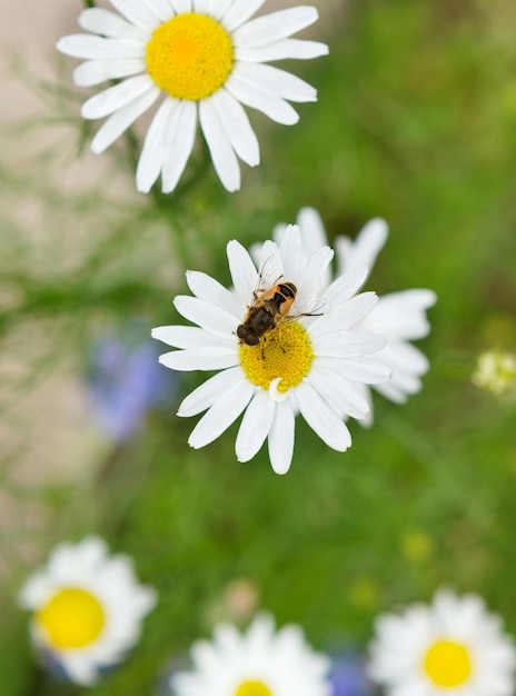 Daisy camomile flower