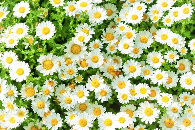 Daisy camomile flowers on field