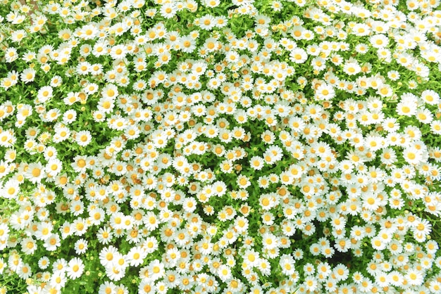 Daisy camomile flowers on field