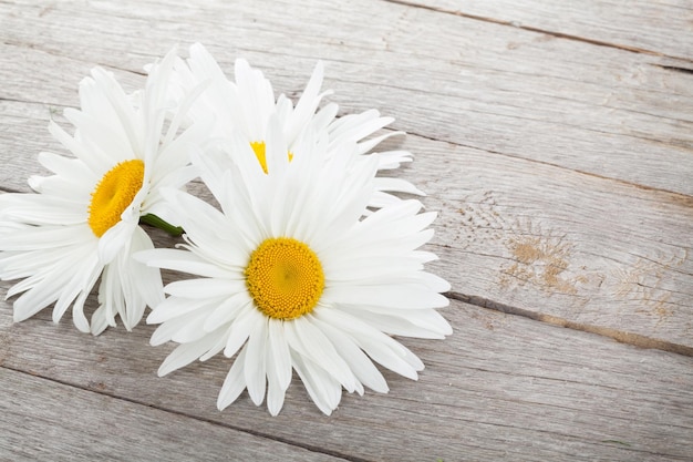 Daisy camomile flowers on wooden table