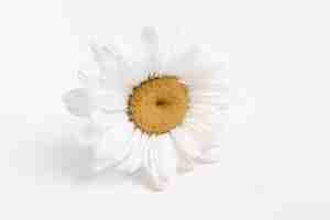 Photo daisy chain daisies bouquet of daisies daisyflower camolie