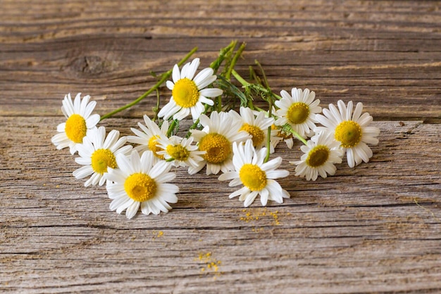 Daisy chamomile flowers on wooden table. View with copy space.