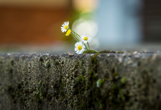 Daisy in the cracked ground