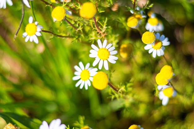 Daisy On A Defocused Green Background. Flower Meadow. Spring Concept