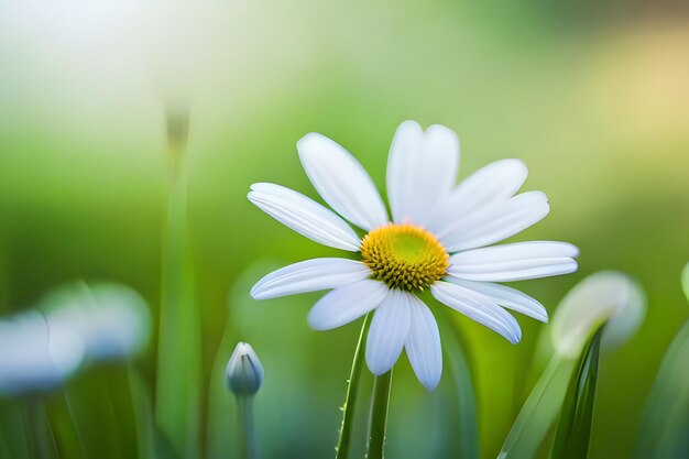 A daisy in a field of grass with the sun shining through the background