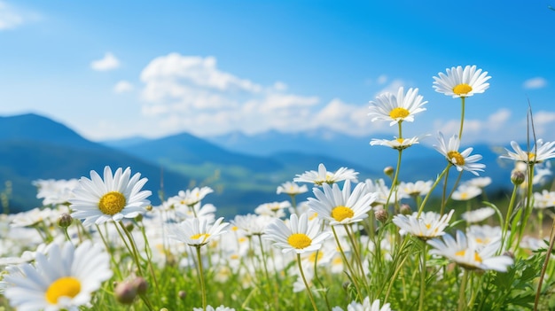 Daisy field landscape for wallpapers