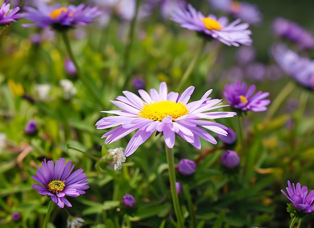 A daisy in a field of purple flowers