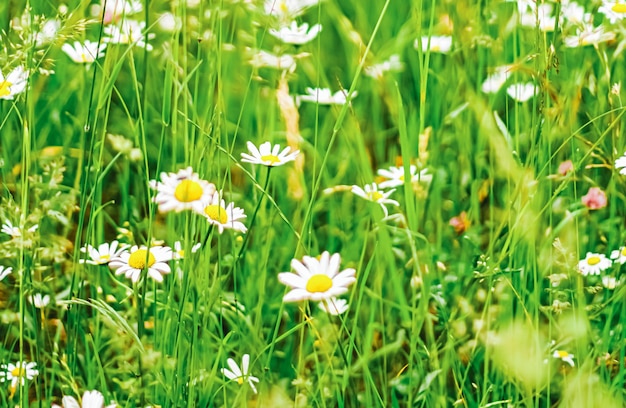 Campo di margherite in erba verde estiva e fiori che sbocciano prato di camomilla come natura primaverile e floreale ...