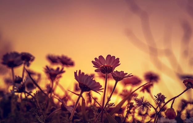 Daisy field on sunset