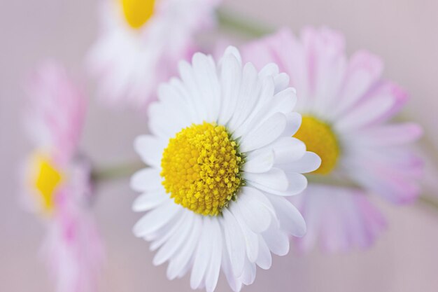 Daisy floral vintage background soft focus