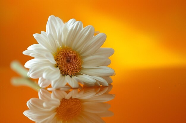 Daisy flower against mirror and orange background