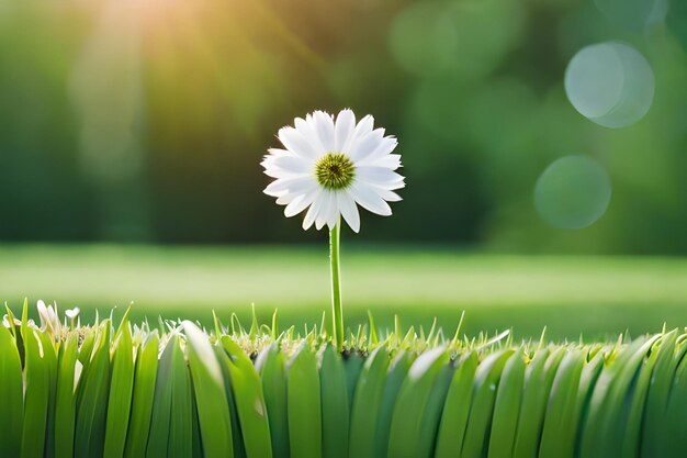 A daisy in a flower bed with the sun behind it