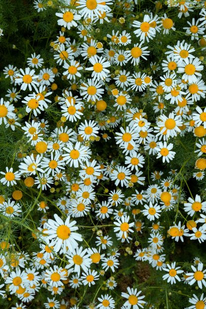 自然の中のデイジーの花ベリス ペレニス