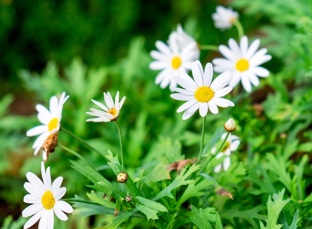 庭に咲くデイジーの花