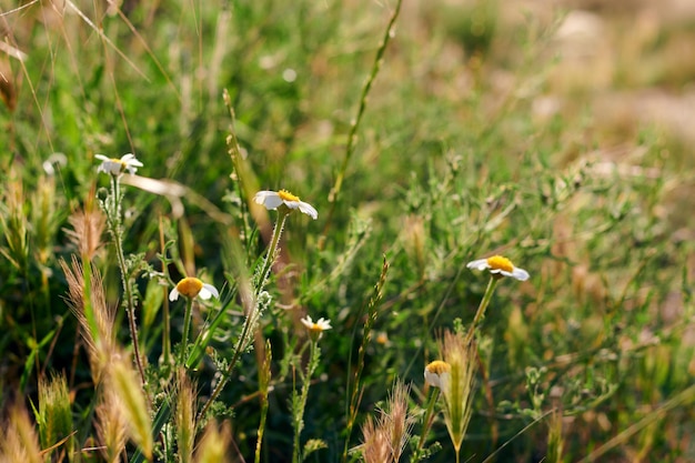 Daisy flower blooming on the green grass