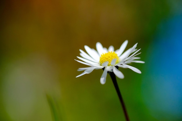 Daisy flower blooming in park