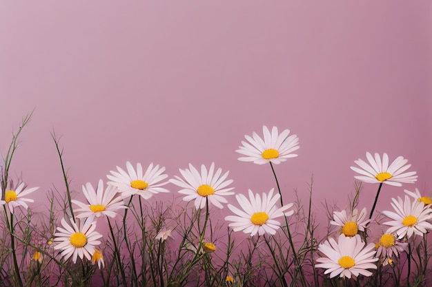 Daisy flower blossoming plant bouquet background