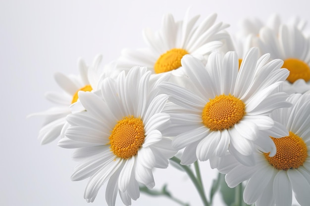 Daisy flower bouquet