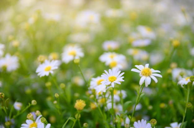 デイジーの花やカモミールの黄色い花粉の花