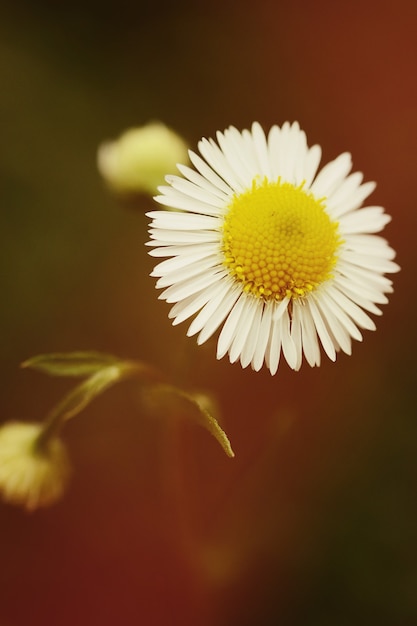 Photo daisy flower close up on dark background, filter,