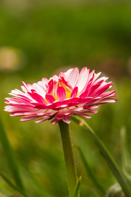 Daisy flower close up in the green