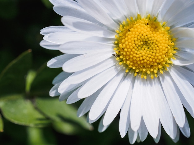 Daisy flower close up. View from above