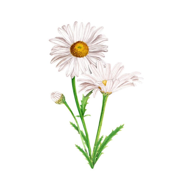 데이지 꽃 구성 손으로 그린 수채화 그림 흰색 절연