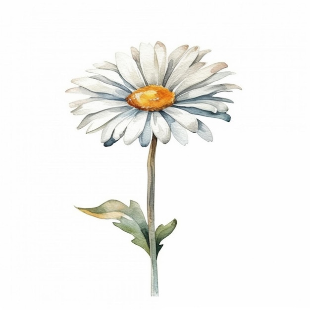 Daisy flower depicted in a watercolor artwork