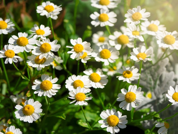 フィールドにデイジーの花をクローズアップ