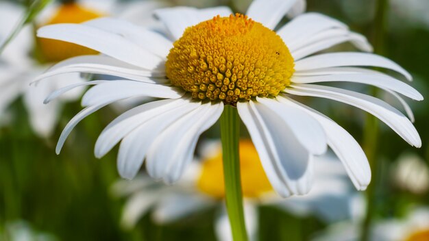 Daisy flower in a field on nature on a sunny day