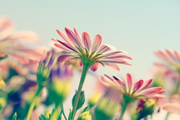 Daisy flower field