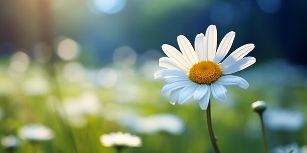 野原のデイジーの花