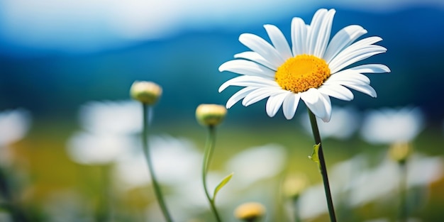 野原のデイジーの花